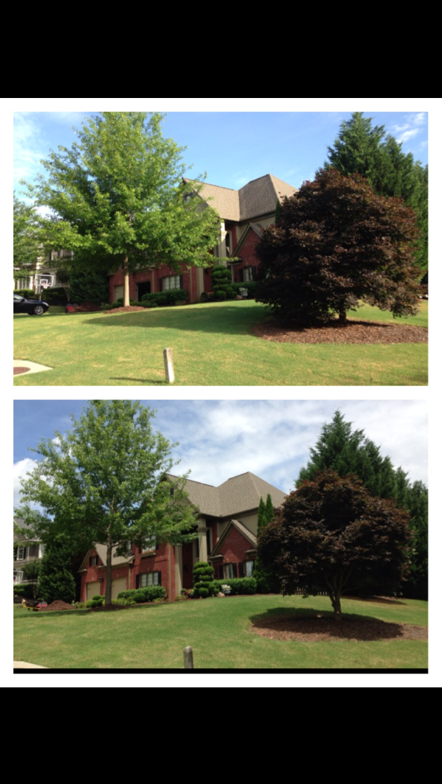 Before and after canopy pruning in the front yard of a brick home