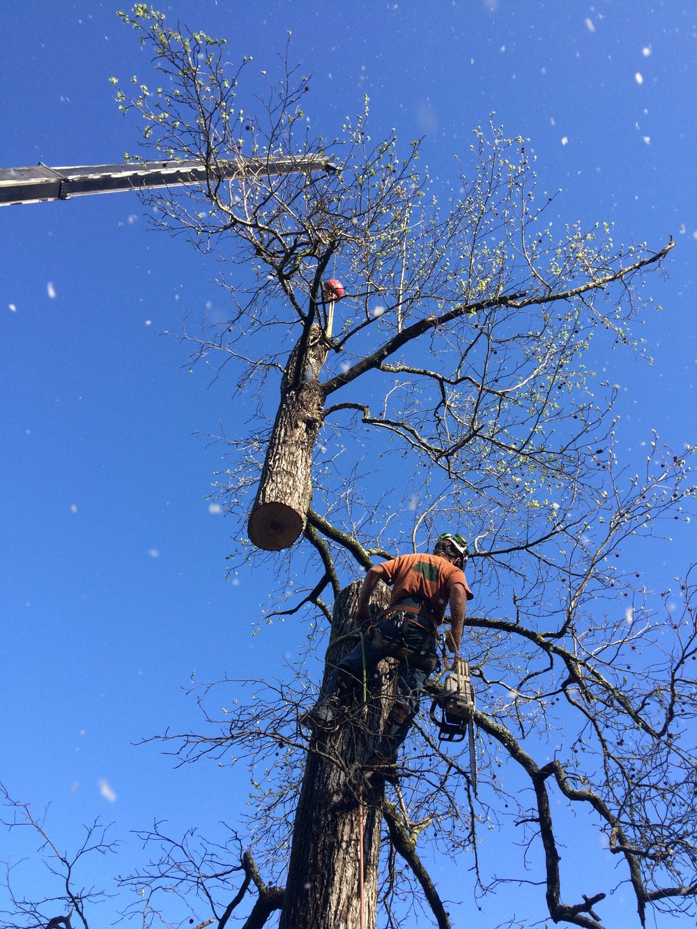 Heritage Tree Care crew member working high in a tree